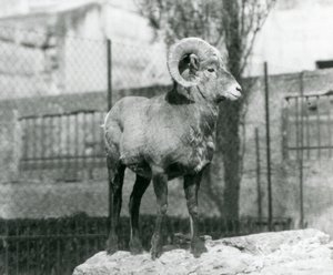 A Bighorn Sheep Ram Standing on a Rock Looking Out Over His Enclosure at the Foot of the Mappin Terraces, London Zoo, 1931