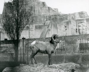 A Bighorn Sheep ram standing on a rock looking out over his enclosure at the foot of the Mappin Terraces, London Zoo. 1931