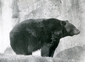 A Black Bear standing in its enclosure, on the Mappin Terraces, at London Zoo in 1924