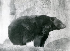 A Black Bear Standing in Its Enclosure, on the Mappin Terraces, at London Zoo in 1924