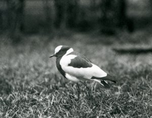 A Blacksmith Lapwing standing on grass at London Zoo, August 1927 by Frederick William Bond