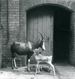 A Blesbok Calf with Its Mother at London Zoo