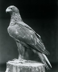 A Booted Eagle Standing on a Tree Stump at London Zoo (June 1926)