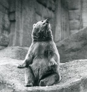 A Brown Bear Sitting Up on a Rocky Ledge at London Zoo in September 1927 by Frederick William Bond