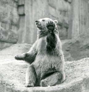 A Brown Bear Sitting Up on a Rocky Ledge, Waving One of Its Front Paws, London Zoo, September 1927 by Frederick William Bond
