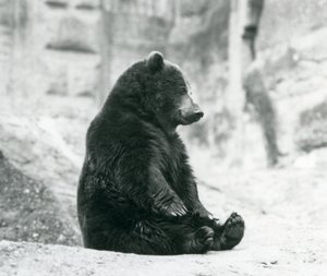 A Brown Bear Sitting Up on the Rocks of the Mappin Terraces, London Zoo by Frederick William Bond