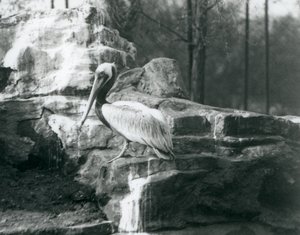 A Brown Pelican Standing on Rocks at London Zoo (June 1927)