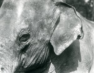 A Burmese Elephant, London Zoo, September 1926