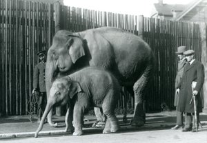 A Burmese Elephant and Her Calf Being Taken for a Walk by Their Keeper, While Two Other Men Look On by Frederick William Bond