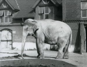A Burmese Elephant Standing Outside the Elephant House, London Zoo