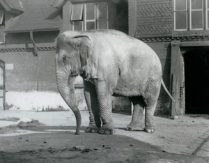 A Burmese Elephant standing outside the Elephant House at London Zoo in 1929
