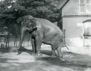 A Burmese Elephant Stepping Out of a Pool in Its Enclosure, London Zoo
