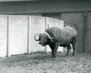 A Cape/African Buffalo bull standing on bare earth, next to the concrete wall of its enclosure at London Zoo in 1928 by Frederick William Bond
