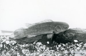A Climbing Perch resting on rocks and gravel at the bottom of its tank, in water at London Zoo in September 1928