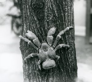 A Coconut Crab climbing a tree, London Zoo, 1927