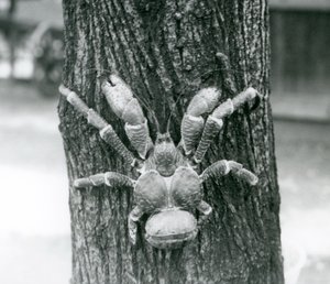 A Coconut Crab Climbing a Tree, London Zoo, July 1927