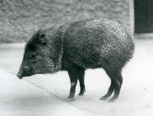 A Collared Peccary at London Zoo