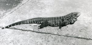 A Common Gold Golden Black Columbian Tegu or Tiger Lizard at London Zoo in August 1926 by Frederick William Bond
