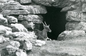 A Common Eland Resting in the Entrance of His Shelter Amongst the Rocks in the Eland/Antelope Paddock, London Zoo in 1929