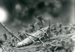 A Common Milkweed Locust at London Zoo by Frederick William Bond