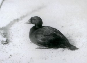 Common Scoter at London Zoo in 1925 by Frederick William Bond