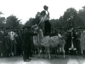 A Cowgirl Stands Astride Two Llamas During a Visit to London Zoo by Frederick William Bond
