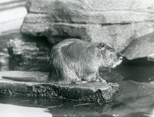 A Coypu Sitting on a Rocky Ledge in a Pool in Its Enclosure at London Zoo, February 1928 by Frederick William Bond