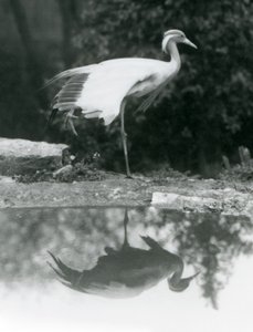 A Demoiselle Crane standing, on one leg, with its mirror-like reflection in the pool below, London Zoo