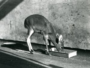 A Duiker feeding from a tray on the ground, London Zoo, July 1925 by Frederick William Bond