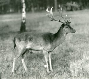 A Fallow Deer Buck at London Zoo in October 1924 by Frederick William Bond