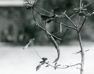 A Giant Stick Insect Camouflaged on a Twig at London Zoo in 1923 by Frederick William Bond