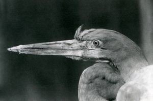 A Goliath Heron at London Zoo in 1924
