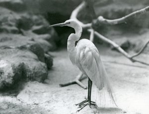 A Great Common Egret or Great White Heron in breeding plumage, standing on the floor of its enclosure at London Zoo in June 1928