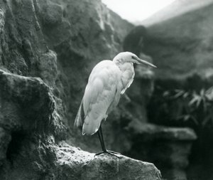 A Great Common Egret or Great White Heron Standing on a Rock at London Zoo
