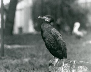 A Great Cormorant at London Zoo