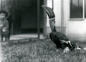 A Great Hornbill looking upward while standing on the grass in its aviary, with a small boy in the background, London Zoo, 1924