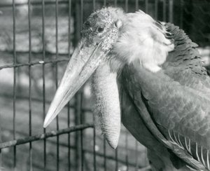 A Greater Adjutant Stork at London Zoo in July 1925