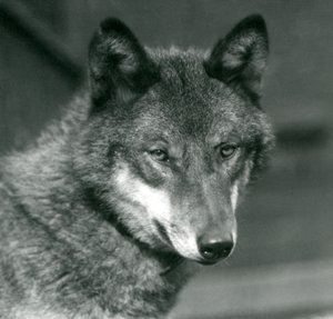 A Grey Wolf at London Zoo, 1925 by Frederick William Bond