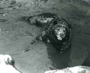 A Grizzly Bear bathing in its pool at London Zoo, 1924 by Frederick William Bond
