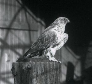 A Gyrfalcon resting on a log, London Zoo, December 1925