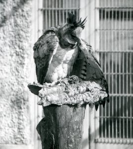 A Harpy Eagle at London Zoo, April 1914