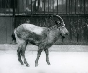 A Himalayan Ibex standing at London Zoo