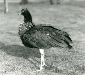 A Horned Screamer Standing on Grass at London Zoo