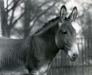 A Hybrid Zebra at London Zoo in July 1924 by Frederick William Bond