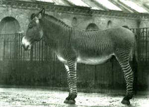 A Hybrid Zebra in its Enclosure at London Zoo, 1924