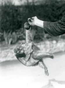 Kinkajou at London Zoo, September 1925