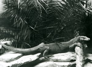 A Komodo Dragon resting its neck and forelegs up against a log at London Zoo in June 1927 by Frederick William Bond