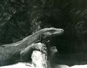 A Komodo Dragon resting its neck and forelegs up against a log at London Zoo in June 1927 by Frederick William Bond