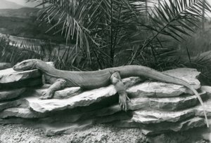 A Komodo Dragon resting on a rocky wall at London Zoo in 1927 by Frederick William Bond