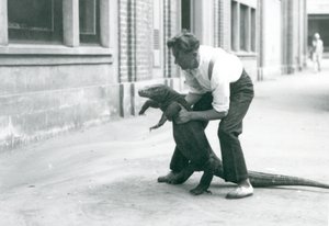 A Komodo Dragon being held up onto its back legs, by a keeper at London Zoo in August 1928 by Frederick William Bond